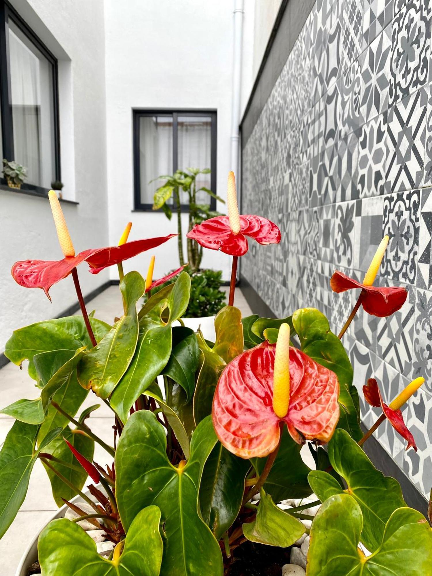 Iris House Al Azores Ponta Delgada  Ngoại thất bức ảnh